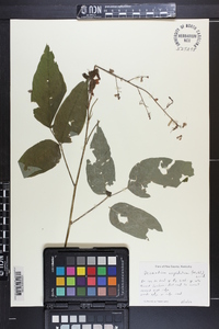 Desmodium cuspidatum image