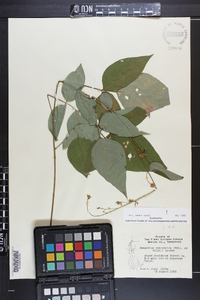 Desmodium cuspidatum image