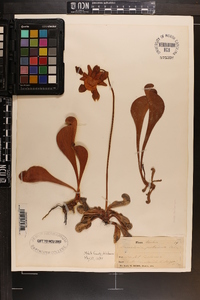 Sarracenia psittacina image