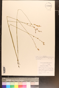 Utricularia juncea image