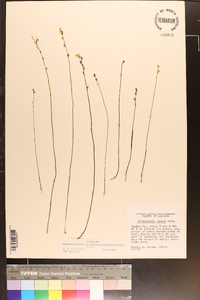 Utricularia juncea image