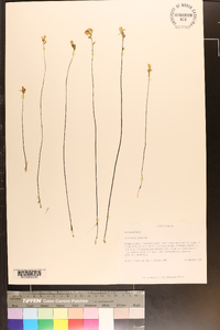 Utricularia juncea image