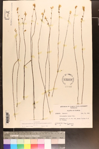 Utricularia juncea image