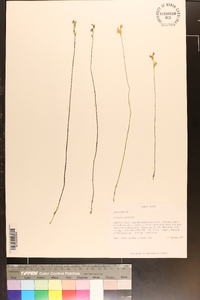 Utricularia juncea image