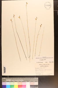 Utricularia juncea image