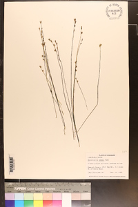 Utricularia juncea image