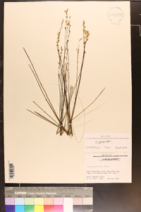 Utricularia juncea image