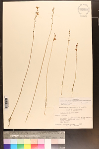 Utricularia juncea image