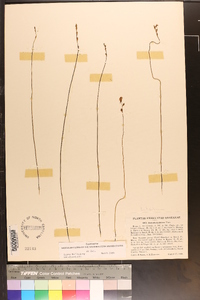 Utricularia juncea image