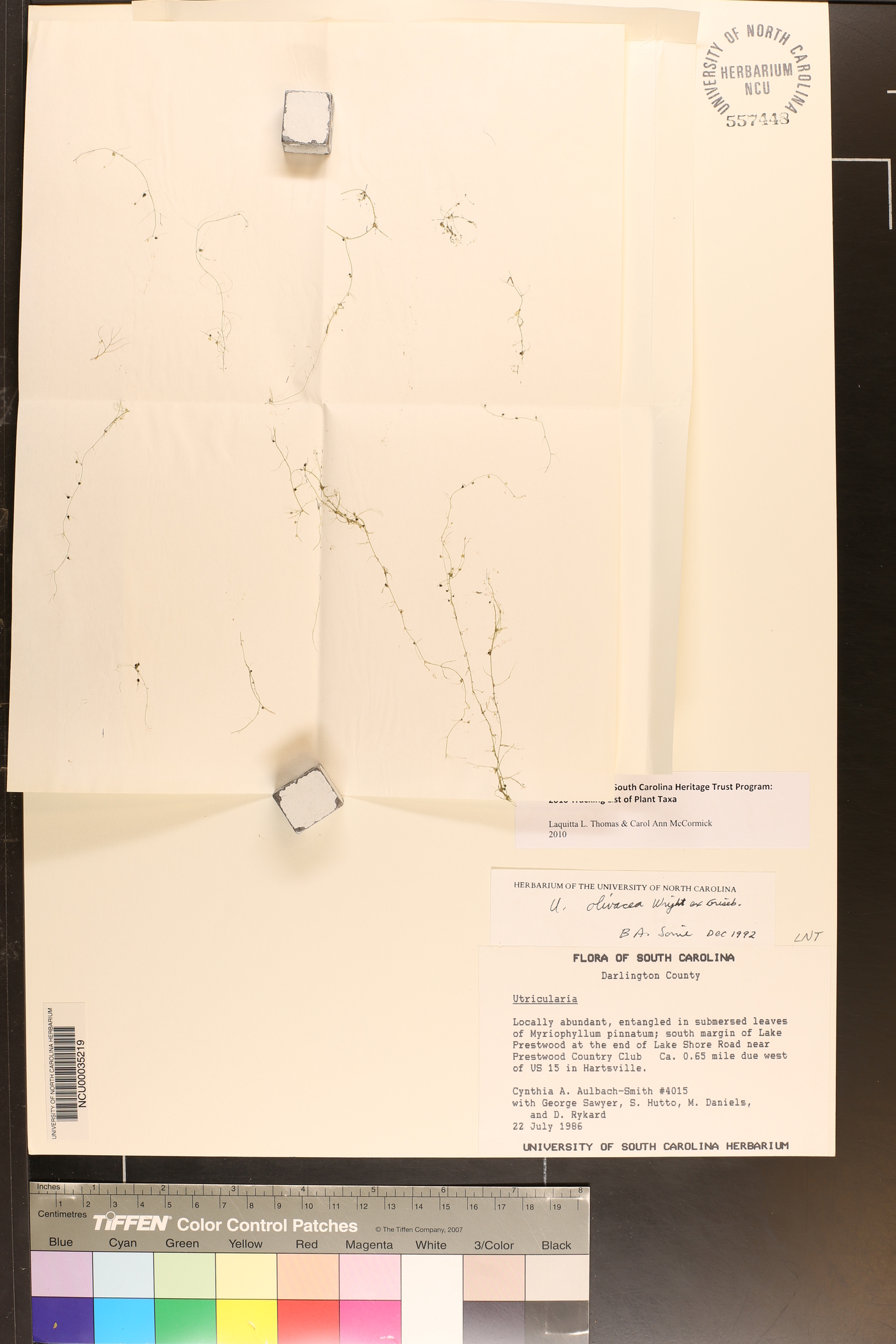 Utricularia olivacea image