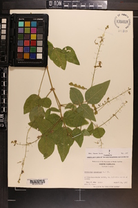 Desmodium canescens image