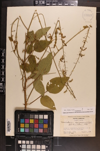 Desmodium canescens image