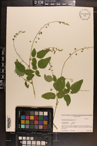 Desmodium canescens image