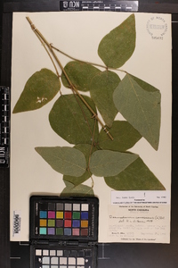 Desmodium canescens image