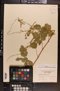 Desmodium canescens image