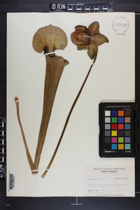 Sarracenia flava image