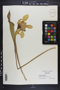 Sarracenia flava image