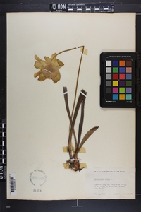 Sarracenia flava image