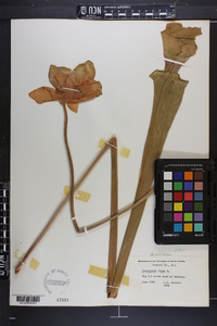 Sarracenia flava image