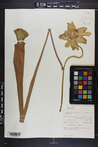 Sarracenia flava image