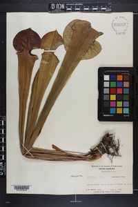 Sarracenia flava image