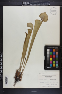 Sarracenia flava image