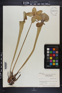 Sarracenia flava image