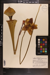 Sarracenia flava image