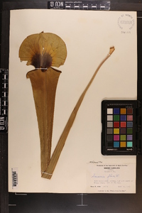 Sarracenia flava image