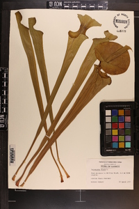 Sarracenia flava image