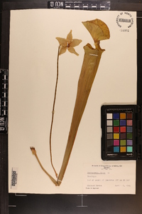 Sarracenia flava image