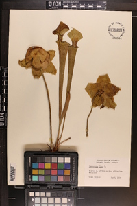 Sarracenia flava image