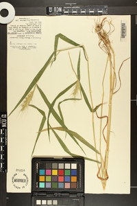 Elymus macgregorii image