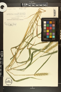 Elymus macgregorii image