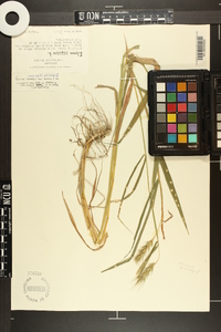 Elymus macgregorii image