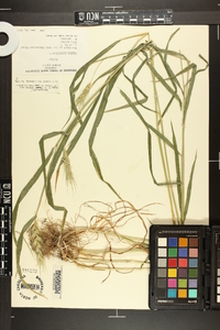 Elymus macgregorii image