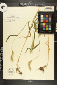 Elymus macgregorii image