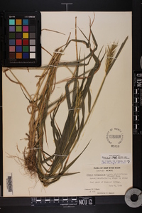 Elymus macgregorii image