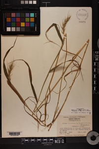 Elymus macgregorii image