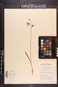 Calopogon tuberosus image