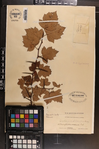 Crataegus stolonifera image