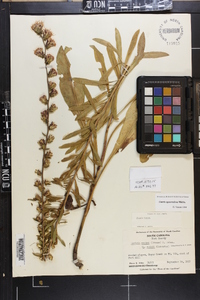 Liatris squarrulosa image