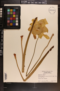 Sarracenia flava image