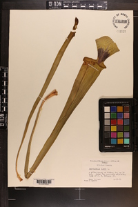 Sarracenia flava image