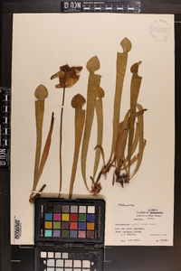 Sarracenia alata image