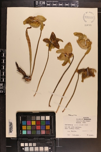 Sarracenia alata image