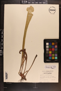 Sarracenia alata image