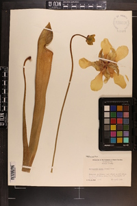 Sarracenia alata image