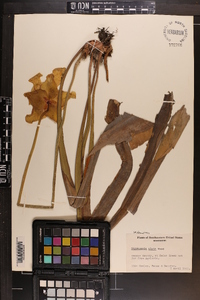 Sarracenia alata image