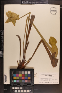 Sarracenia alata image
